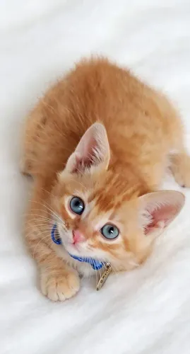 Gato laranjinha de olhos claros com 50 dias