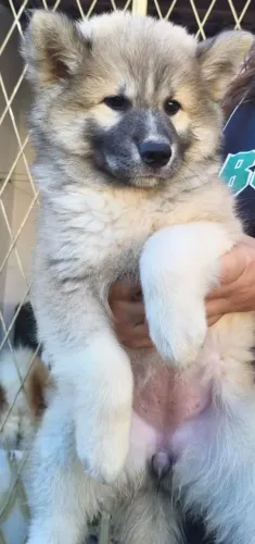 Filhote Fêmea de Akita Inu