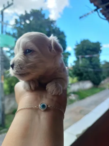 Poodle Toy puro 