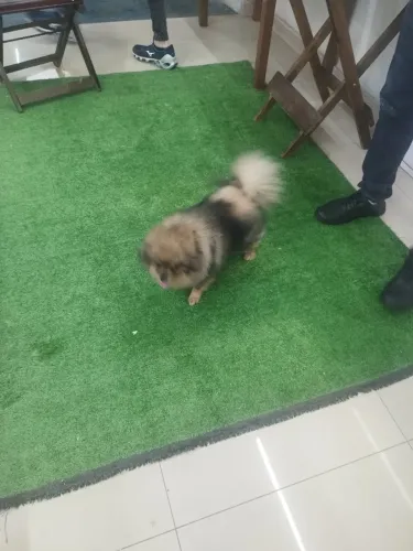 Cão pra cruza