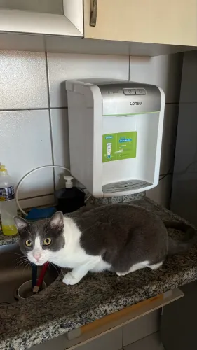 Filtro de Água Consul (gato não incluso)