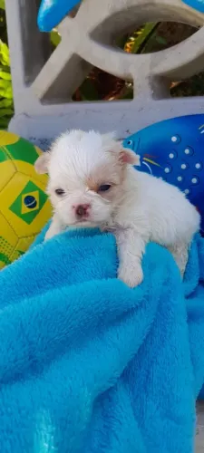 Chihuahua Macho cor Branco Linhagem Russa