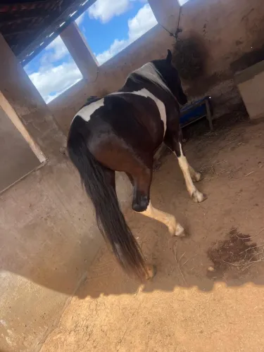 Cavalo Manga Larga