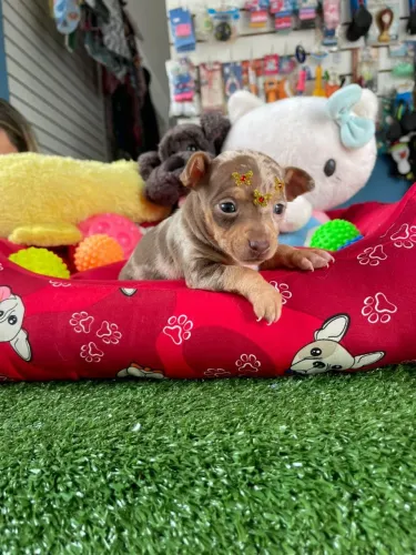 Pinscher fêmea