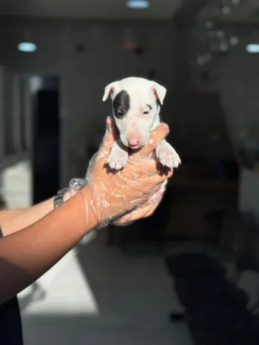 Bull terrier mini machinhos e fêmea- Filhotes a venda - Não fazemos doação - Contate