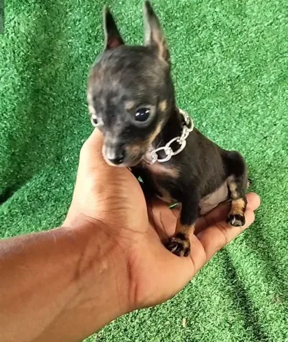 Pinscher vacina importada 
