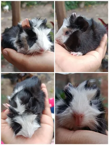 Porquinho da Índia Macho Filhote Peludo 