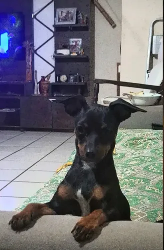 Pincher macho n°0 pra cruzar? Minha BB está fazendo 3 anos e estamos a procura de um namo