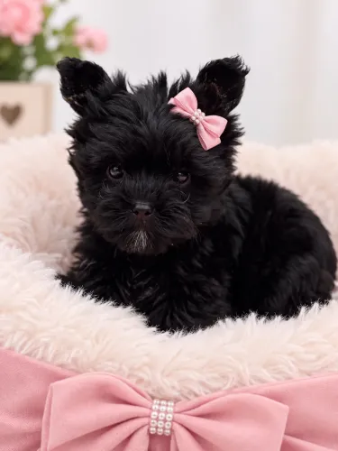 Yorkshire micro black BELÍSSIMA última fêmea rara disponível 