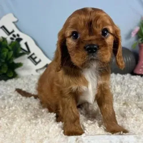 Cavalier King Charles Spaniel- Super carinhoso