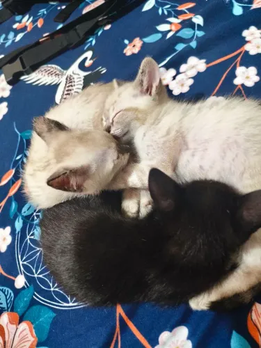 GATINHOS PARA DOAÇÃO