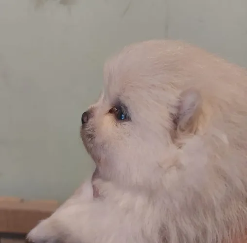 Spitz alemão