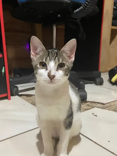Gata Fêmea Castrada p/ Doação 
