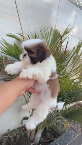 Shihtzu com alta linhagem 