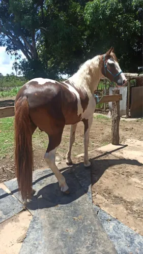 Cavalo