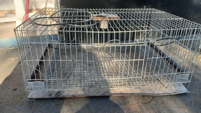 Vende-se gaiolas criadeira de pintinhos 