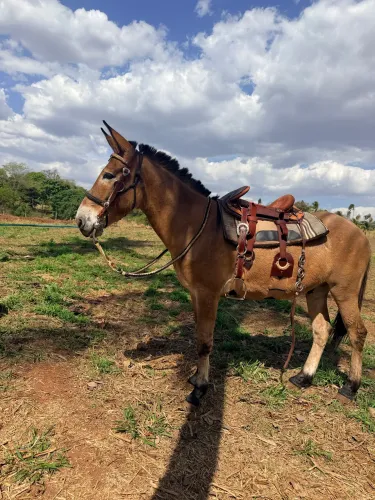 Burro de patrão para qualquer cavaleiro