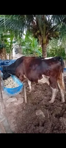 Vaca leiteira 