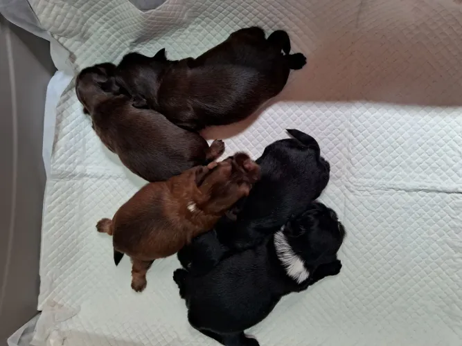 Baby Shih Tzu Belém 