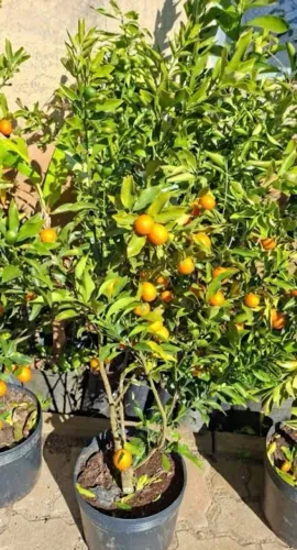 Mudas Frutíferas e ornamentais