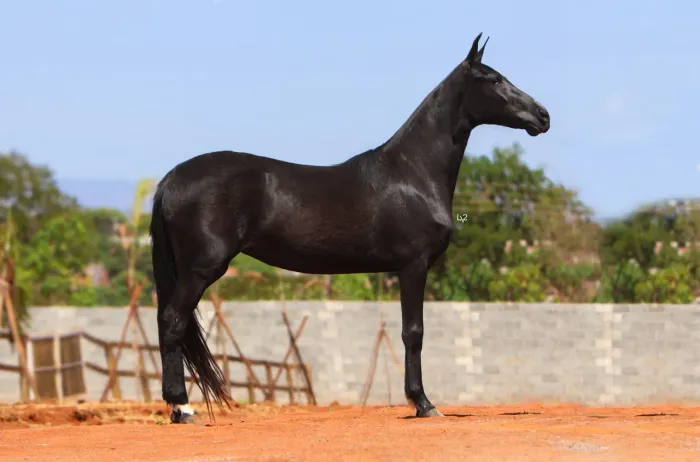 Potra mangalarga marchador