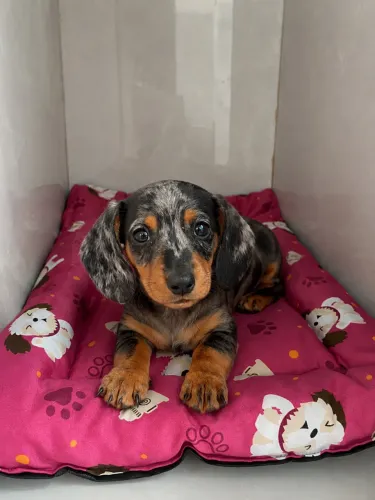 Dachshund arlequim fêmea e macho 