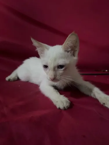 Gata filhote para adoção