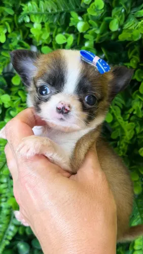 Chihuahua micro menina pelagem longa tricolor 