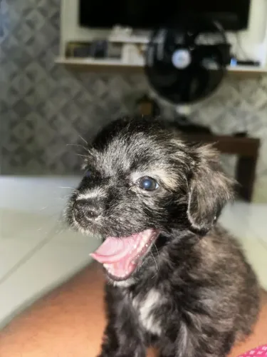 Poodle 1 mês sou da cor da minha mamãe