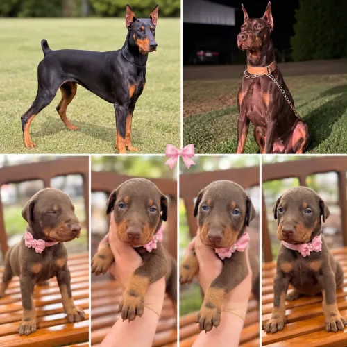 Filhotes de Doberman à venda