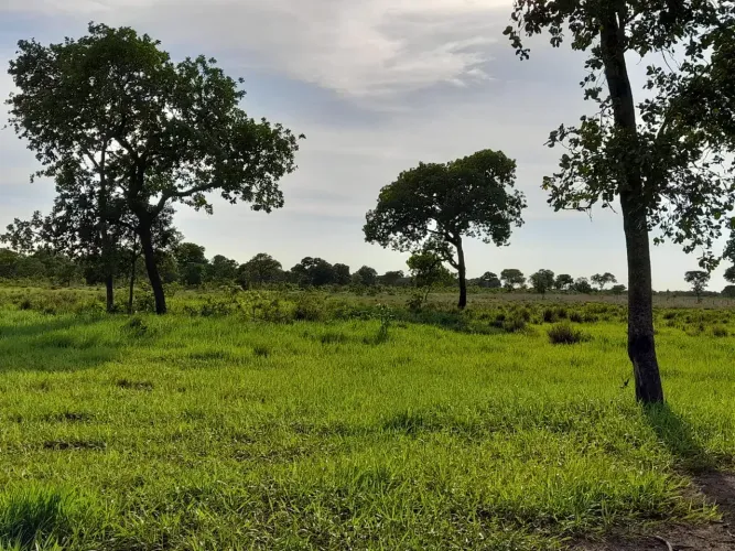COD385- Fazenda 545HECTARES- Pantanal Paiaguas /MS