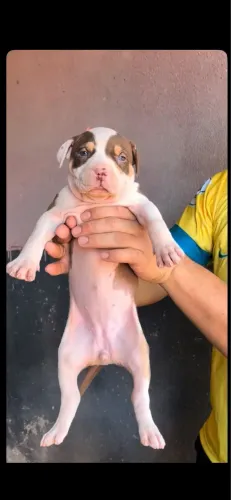 Cachorro, pit bull