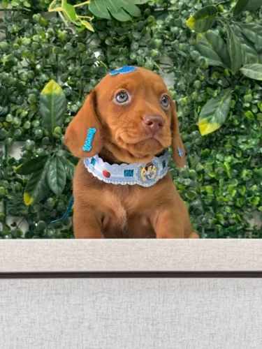 dachshund olhos verdes
