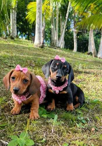 Dachshund Cofap fêmea e macho