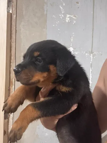 Filhotes Rottweiler 