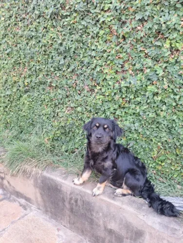 Cachorro para doação porte pequeno peludo macho 7 meses
