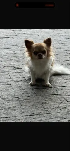 Chihuahua Fêmea 6 Anos Pelo longo castrada bicolor