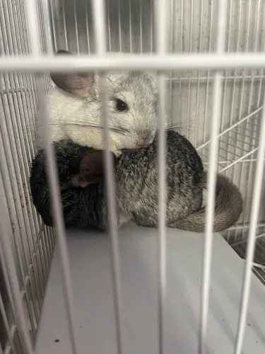 Chinchilas 