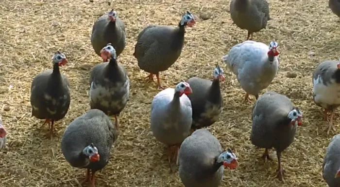 Galinha de angola