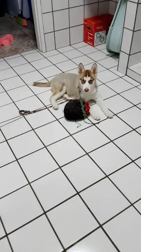 Husky siberiano fêmea pura R$ 1.000 parcelo - 2 meses de vida