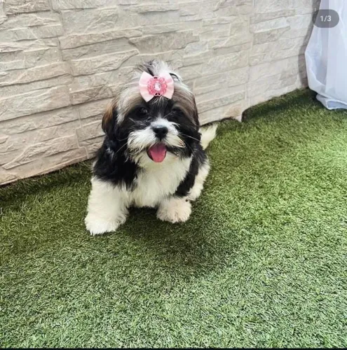 Shih Tzu micro fofinho