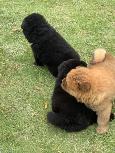 Cachorro chow chow