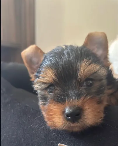 Filhote Yorkshire Terrier mini