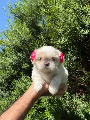 Shih tzu fêmea e macho leia o anúncio abaixo 