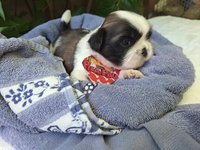 Filhote shihtzu pedigree