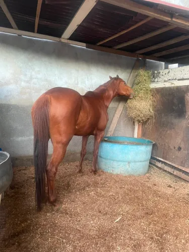 Vendo égua Quarto de milha