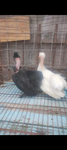 Casal de polacos suros