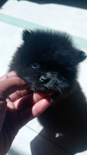 Promoção -Spitz Alemão Fêmea Preta Com Pedigree