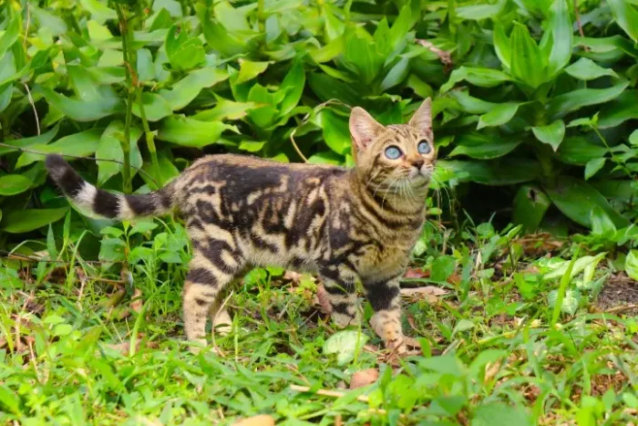 Filhote gato Bengal Fêmea