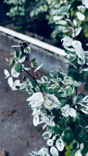 Mil Cores Variegata | Arbusto Ornamental para Jardim